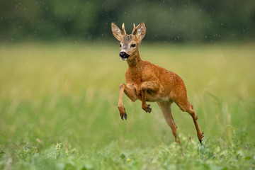 Roe deer, capreolus capreolus, buck running fast across green field in light summer rain with water drops falling around. Wild deer sprinting in nature. Dynamic wildlife scenery.