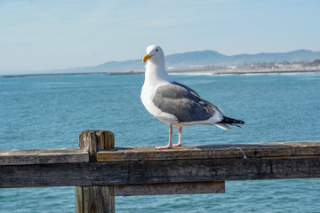Close up of seagull standing on a pier with sea and coastline on the background. Seagull waiting on the Oceanside Pier. In North San Diego, California, USA.