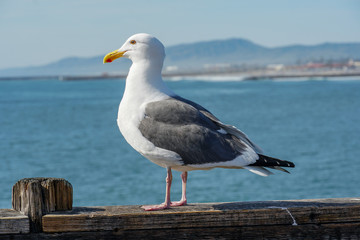 Close up of seagull standing on a pier with sea and coastline on the background. Seagull waiting on the Oceanside Pier. In North San Diego, California, USA.