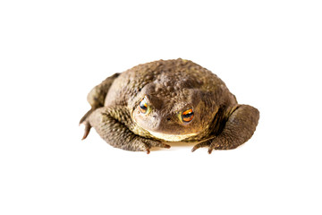 Toad or common toad Bufo bufo on white background