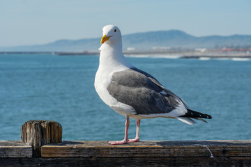 Close up of seagull standing on a pier with sea and coastline on the background. Seagull waiting on the Oceanside Pier. In North San Diego, California, USA.