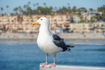 Close up of seagull standing on a pier with sea and coastline on the background. Seagull waiting on the Oceanside Pier. In North San Diego, California, USA.