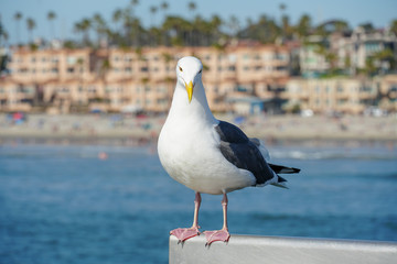 Close up of seagull standing on a pier with sea and coastline on the background. Seagull waiting on the Oceanside Pier. In North San Diego, California, USA.