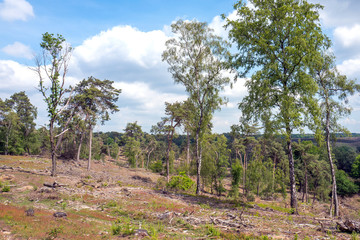 Landscape with birch trees and Pinus Sylvestris trees on the Posbank in the Netherlands.