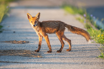 Young wild red fox standing on a sidewalk