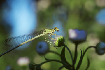 Nature