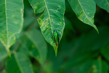 Fototapeta premium Bug climbing a Green Leaf