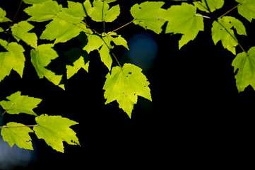 Glowing Green Leaves
