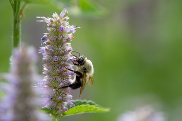 A Large Bee on a Purple Flower