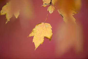 Yellow Leaf on Red Background