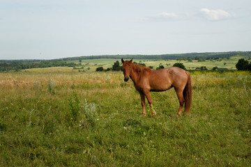 Horse grazing in a meadow against a background of agricultural fields and forests on the horizon.