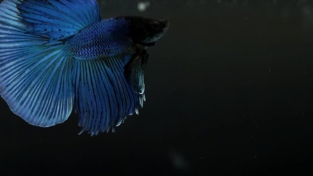 The colourful Siamese fighting fish Betta splendens, also known as Thai Fighting Fish or betta, is a species in the gourami family which is popular as an aquarium fish