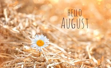 hello August. Yellow dry straw hay with white daisy flowers. concept of summer season, countryside. Nature background of rural landscape with hay and chamomile on sunny day. soft focus © Ju_see