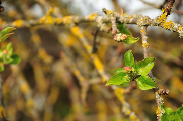 twig of an apple tree grown with lichens