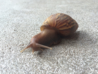 Snail - This snail slowly makes its way across a sidewalk.