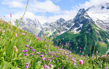 Fototapety  Field with flowering plants, herbs and flowers on Dombai in summer against the mountains with snow-capped peaks