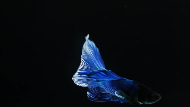 The colourful Siamese fighting fish Betta splendens, also known as Thai Fighting Fish or betta, is a species in the gourami family which is popular as an aquarium fish
