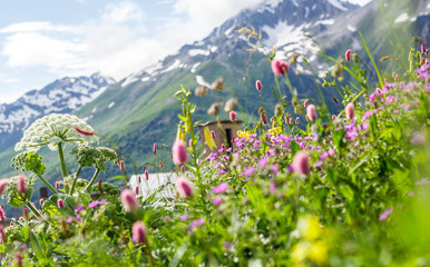 Field with flowering plants, herbs and flowers on Dombai in summer against the mountains with snow-capped peaks