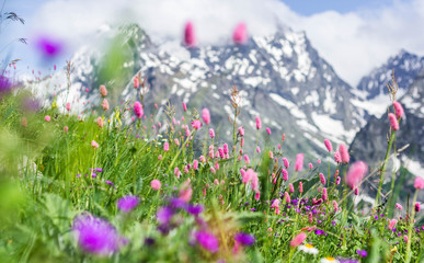 Obraz premium Field with flowering plants, herbs and flowers on Dombai in summer against the mountains with snow-capped peaks