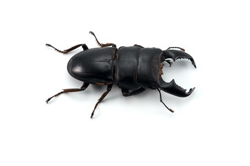 Giant Stag Beetle isolated on white background