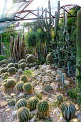 Collection of different cacti in Nikitsky Botanical garden, cactus greenhouse