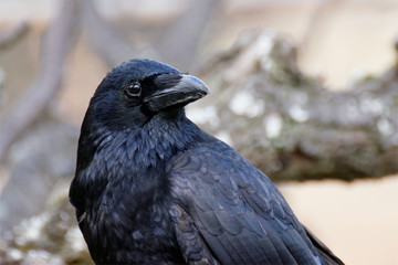 black crow portrait
