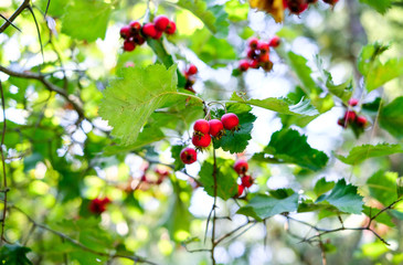Ripe hawthorn berries on the tree