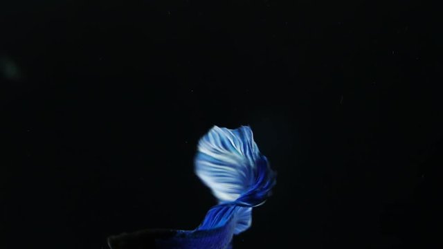 The colourful Siamese fighting fish Betta splendens, also known as Thai Fighting Fish or betta, is a species in the gourami family which is popular as an aquarium fish