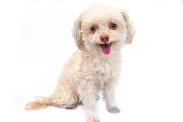 Messy and dirty dog miniature schnauzer sit alone