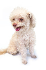 Messy and dirty dog miniature schnauzer sit alone