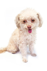 Messy and dirty dog miniature schnauzer sit alone