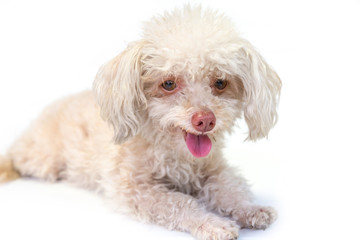 Messy and dirty dog miniature schnauzer sit alone