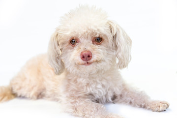 Messy and dirty dog miniature schnauzer sit alone