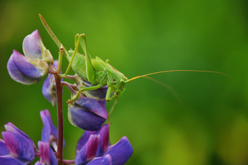Grasshopper sits on lupine flower. Insects, wildlife, nature