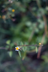Tiny wild flower growing alongside the road