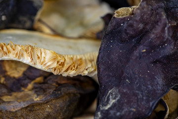 Textures of wild mushrooms