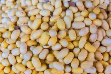 Silk worm nest is made from butterfly worm