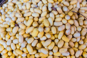 Silk worm nest is made from butterfly worm