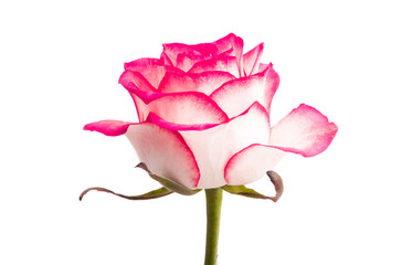 pink rose isolated