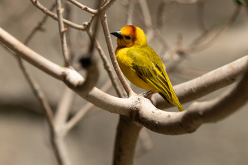 Golden Weaver is perched high on a sunny day watching the activity nearby