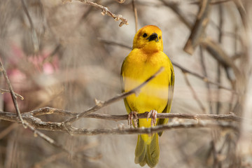Golden Weaver is perched high on a sunny day watching the activity nearby