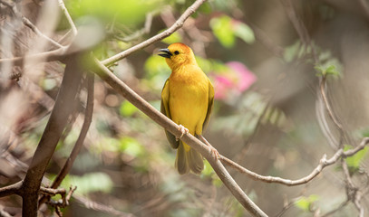 Golden Weaver is perched high on a sunny day watching the activity nearby