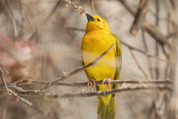 Golden Weaver is perched high on a sunny day watching the activity nearby