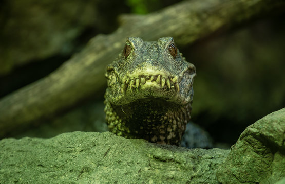 dwarf caiman smiles for your photograph