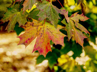 OLYMPUS DIGITAL CAMERA - GARDEN