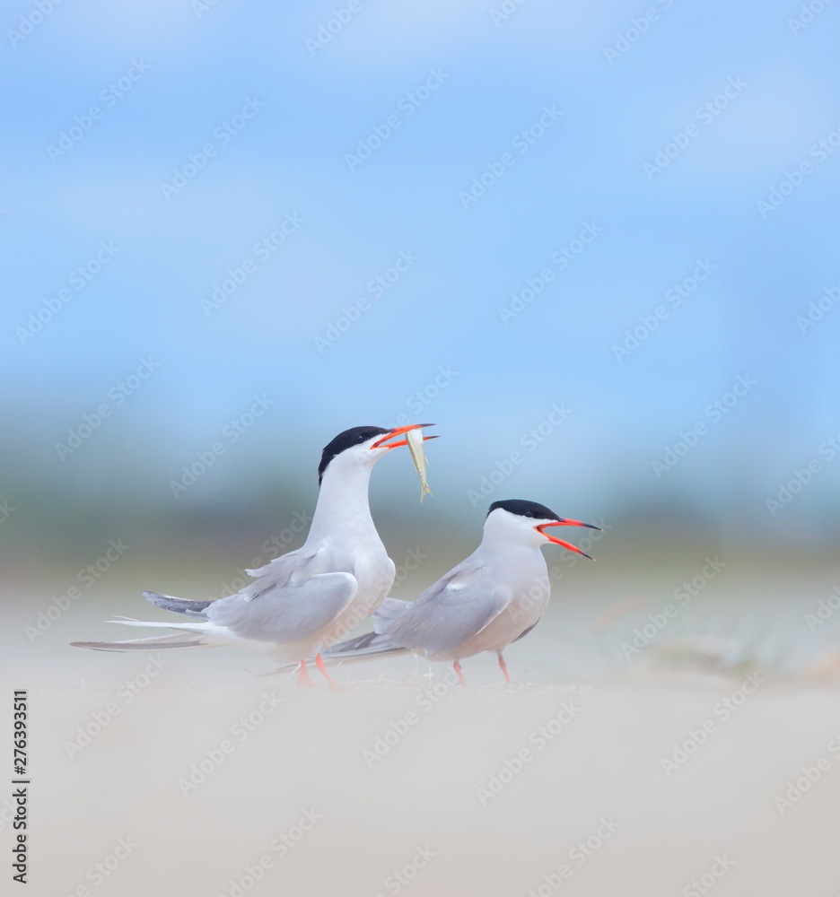 Canvas Prints Couple of common terns in courtship display