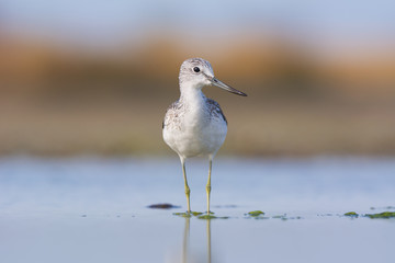  Common Greenshank (Tringa nebularia)