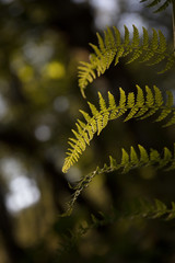 Woodwardia fimbriata -Giant Chain Fern
