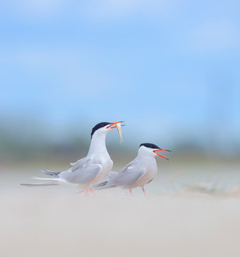 Couple of common terns in courtship display