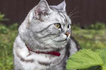 Obraz premium Serious grey cat of british or scottish breed breeds sits